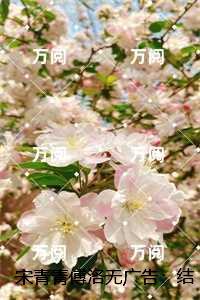 女主叫宋青青